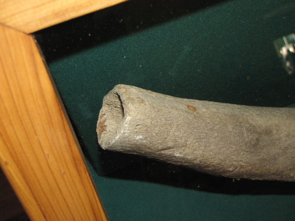 Aiuto nell''identificazione di osso animale